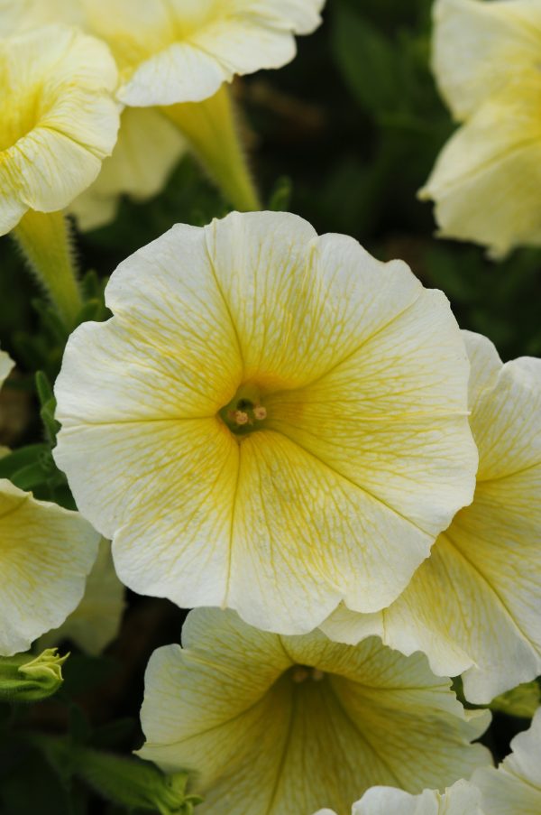 Wave Yellow