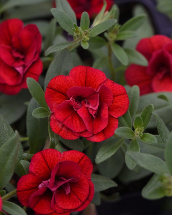 Cali Mf Neo Dbl Red