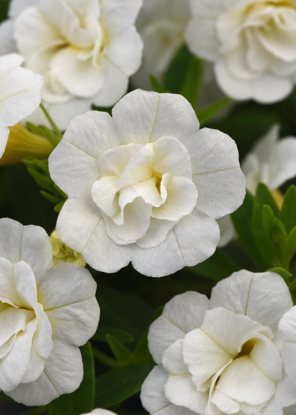 Cali Mf Neo Dbl White