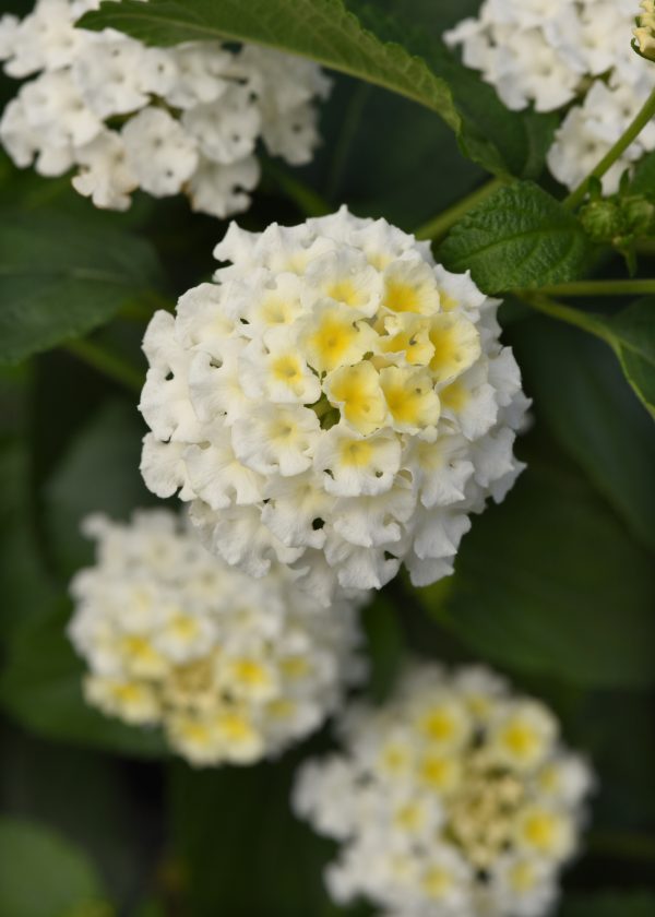 Lantana Bloomify White