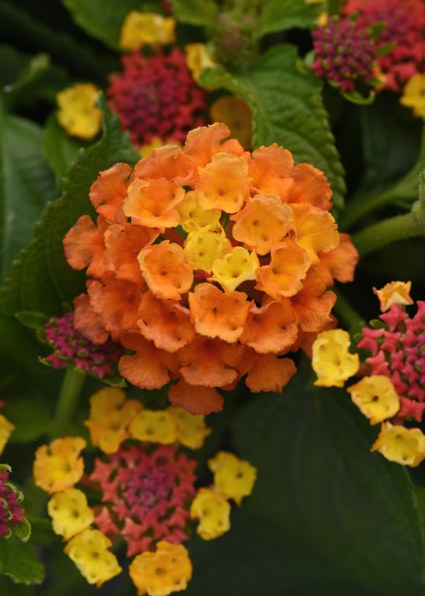 Lantana Shamrock Orange Flame