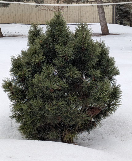 Big Tuna Mugo Pine Edited