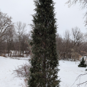 Taylor Juniper Edited