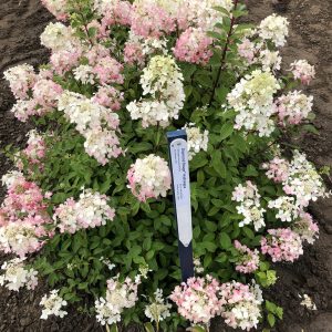Diamond Rouge Hydrangea (established) Jeffries
