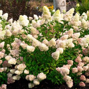 Dragon Baby Hydrangea (established)
