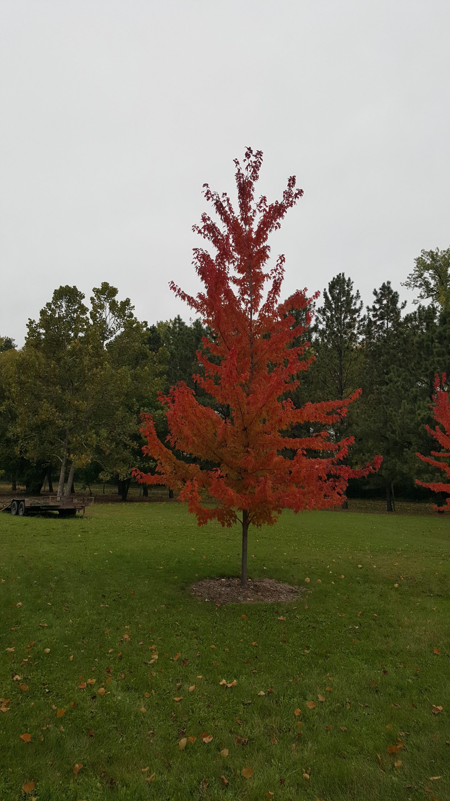 Firefall Maple Ndsu