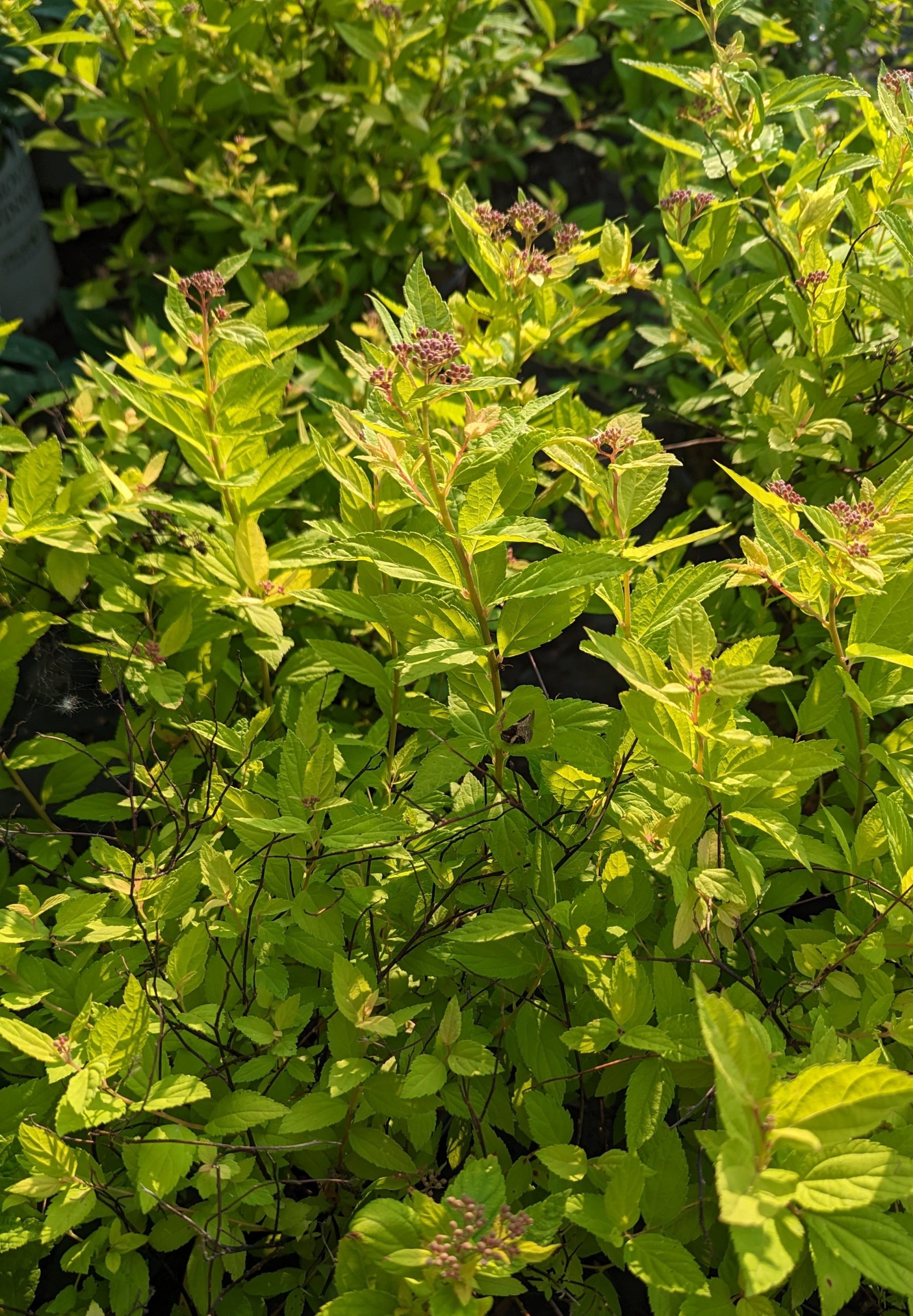Gold Mound Spirea