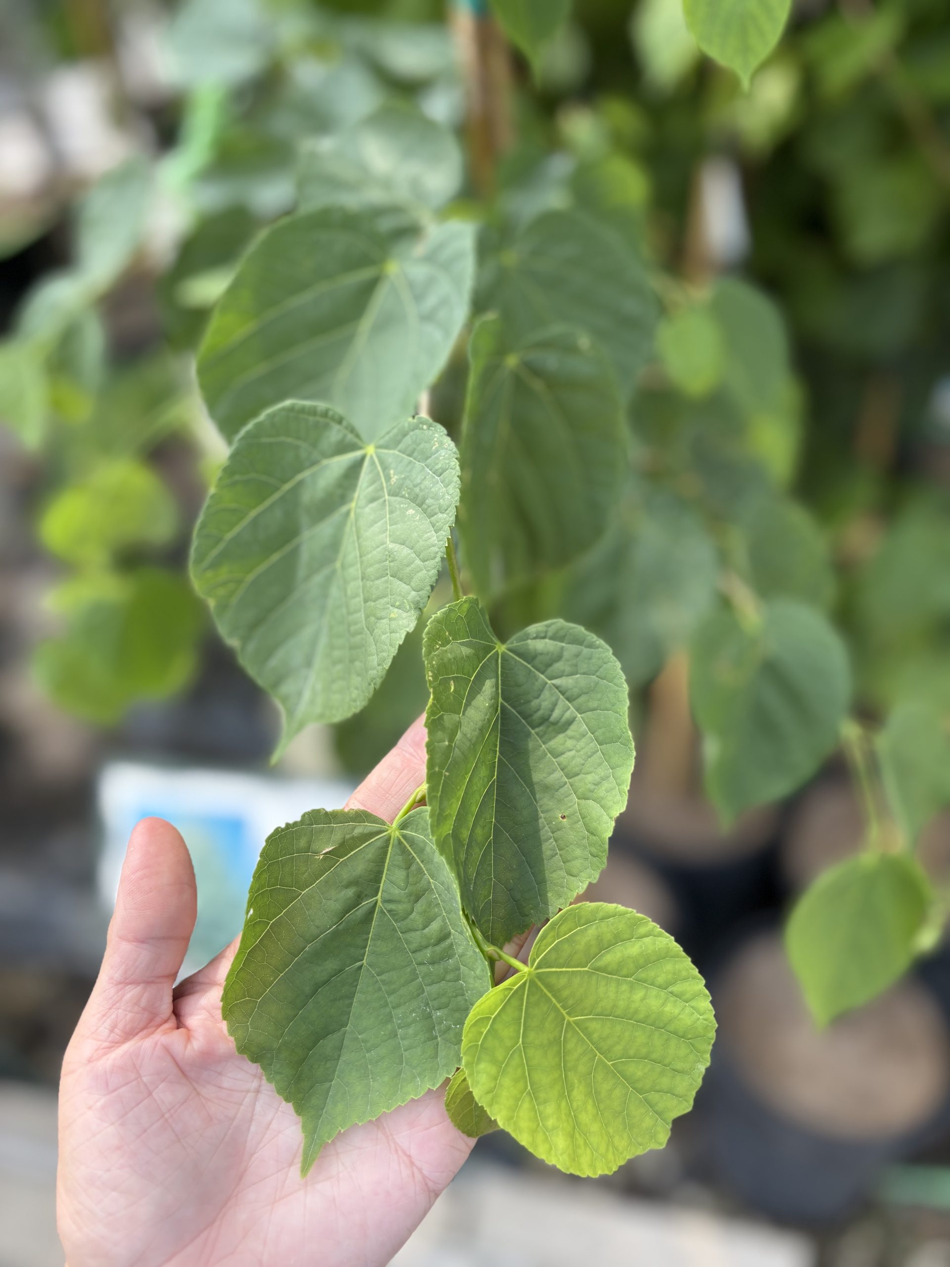 Little Leaf Linden Foliage