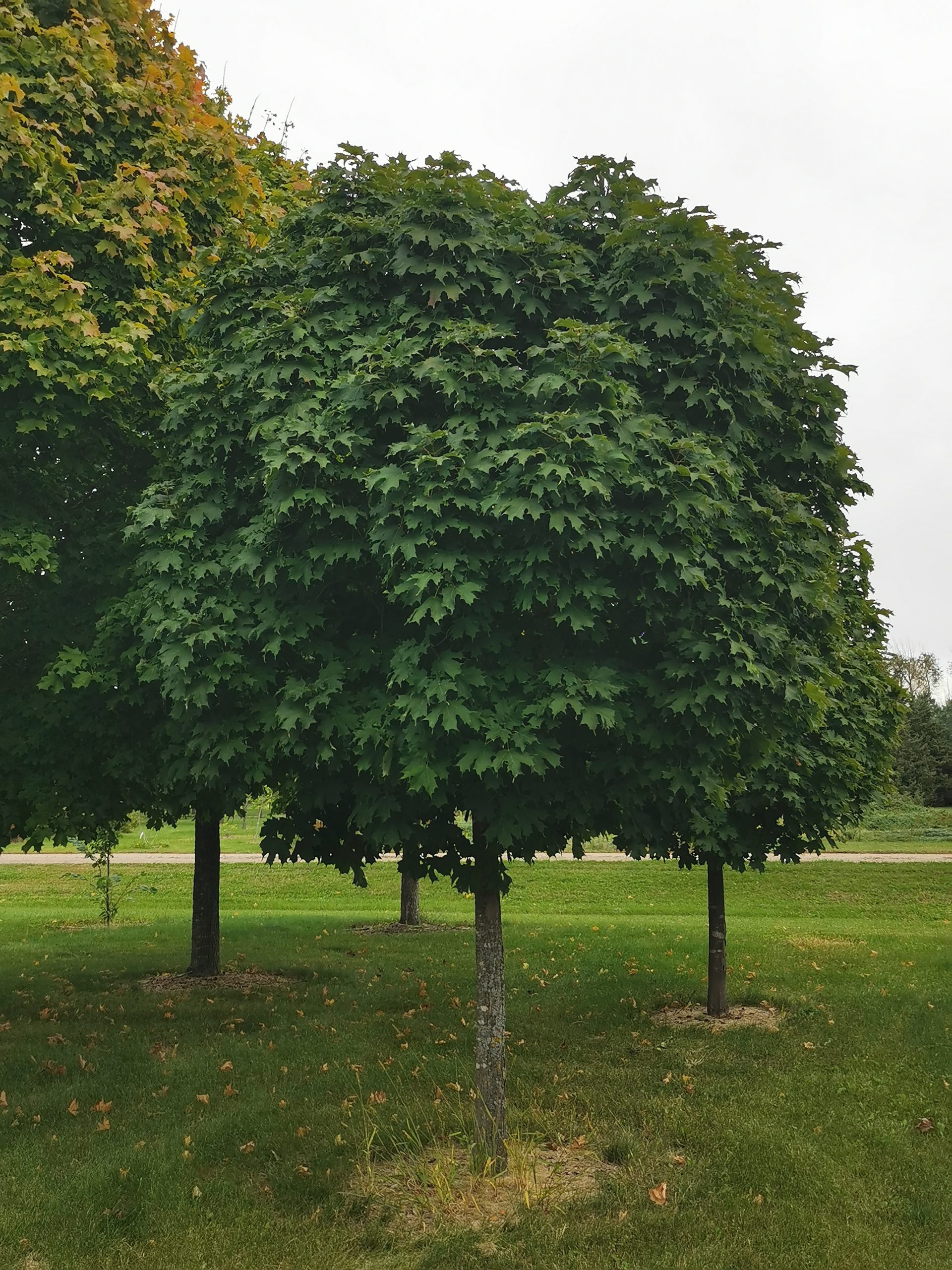 Norway Maple Established