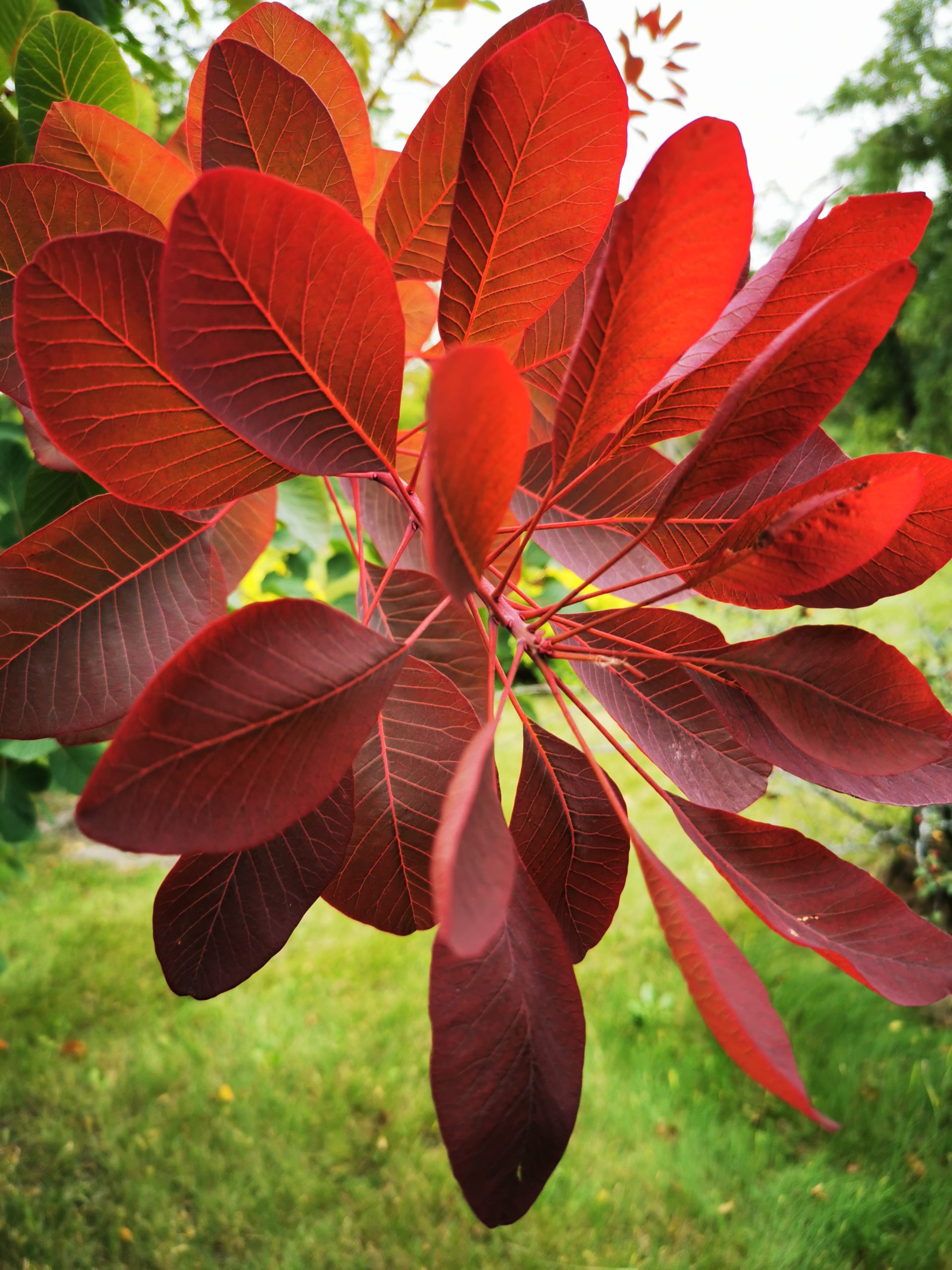 Royal Purple Smokebush