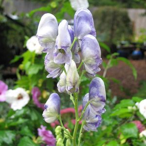 Aconitum Bicolor