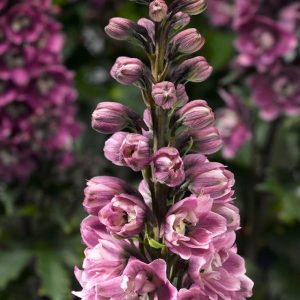 Delphinium Delphina Rose White Bee