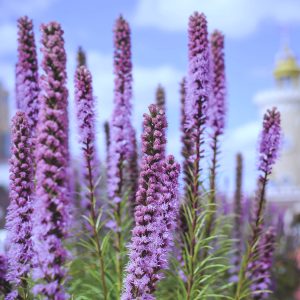 Liatris Spicata