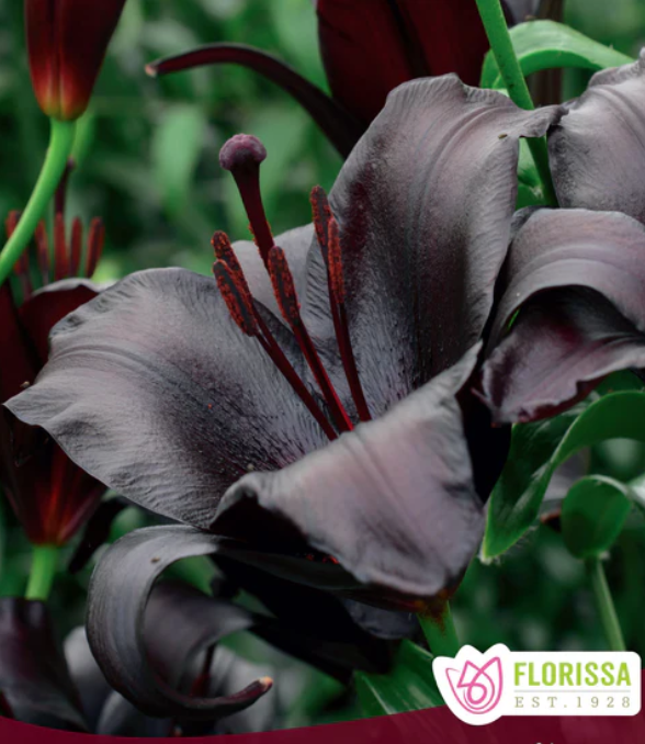 Lilium Asiatic Blackship