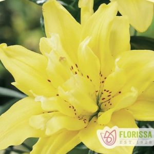 Lilium Asiatic Fata Morgana