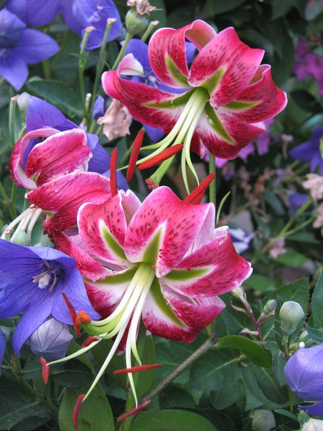 Lilium Black Beauty