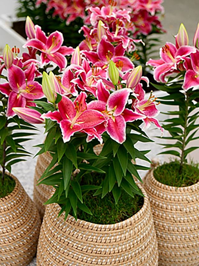 Lilium Oriental After Eight
