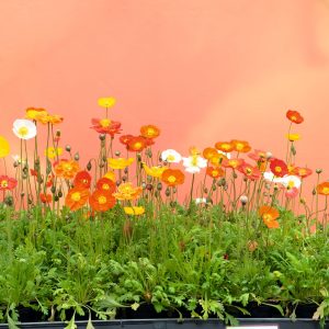 Papaver Garden Gnome Mix