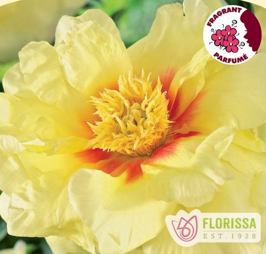 Peony Itoh Bartzella