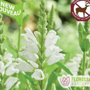 Physostegia Crystal Peak White