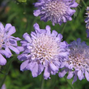 Scabiosa Butterfly Blue