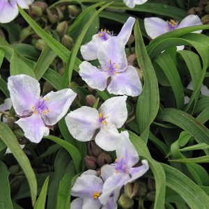 Tradescantia Bilberry Ice