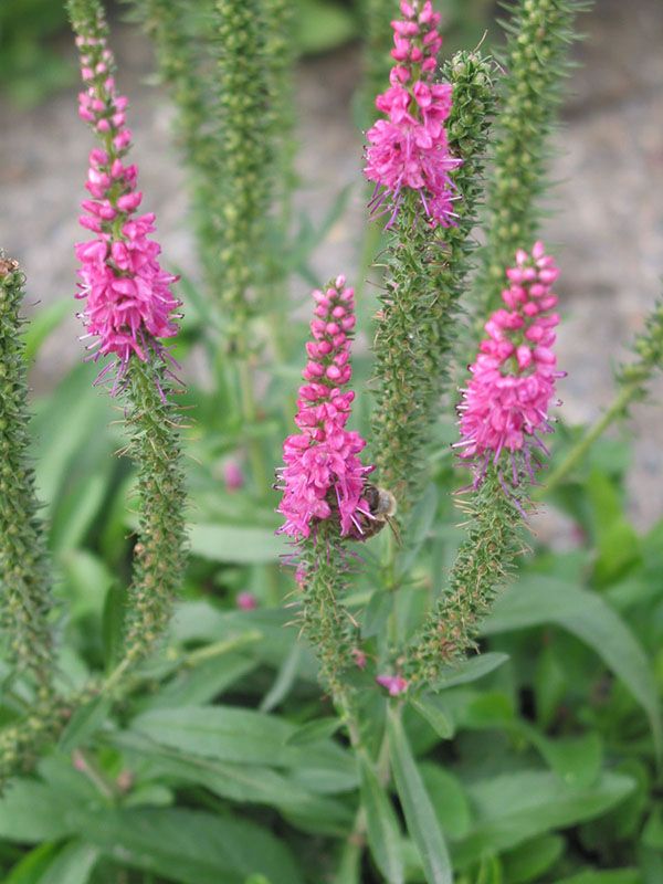 Veronica Red Fox 2